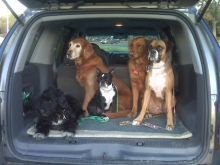 se déplace à St-Bruno, Ste-Julie et St-Basile-le-Grand pour son service de promenade de chiens